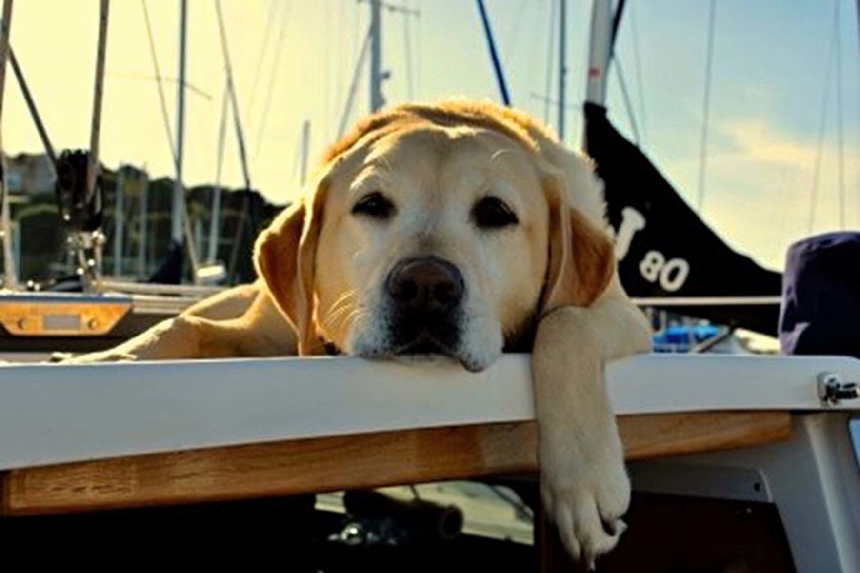 Pic of the Litter: Marti the Dog